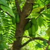 Bilimbi Cucumber Tree Live Plant (Averrhoa bilimbi) - Exotic Fruit Tree - Image 1