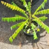 Bilimbi Tree Live Plant (Averrhoa bilimbi) 2-3 ft Tall - Tropical Fruit Tree - Image 1
