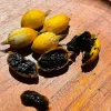 Blackberry Jam Fruit Tree Live Plant, Randia Formosa, 10 inch-1 ft tall - Image 1