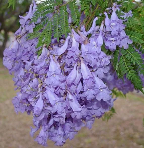 Blue Jacaranda Live Tree - Jacaranda mimosifolia 1-2ft Tall - Outdoor Flowering Tree - Image 5