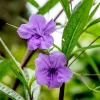 Braided Ruellia Tree Live Plant 1 ft - Mexican Petunia Ornamental - Image 1