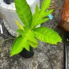 Breadfruit Live Tree – Tropical Fruit Plant – 10 to 12 Inches Tall - Image 1