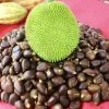 Breadnut Live Fruit Tree (Artocarpus camansi) Pana Pepita Arbol Plant 10-24 inches - Image 1