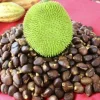 Breadnut Live Fruit Tree (Artocarpus camansi) Pana Pepita Arbol - 10-24 inch Plant - Image 1