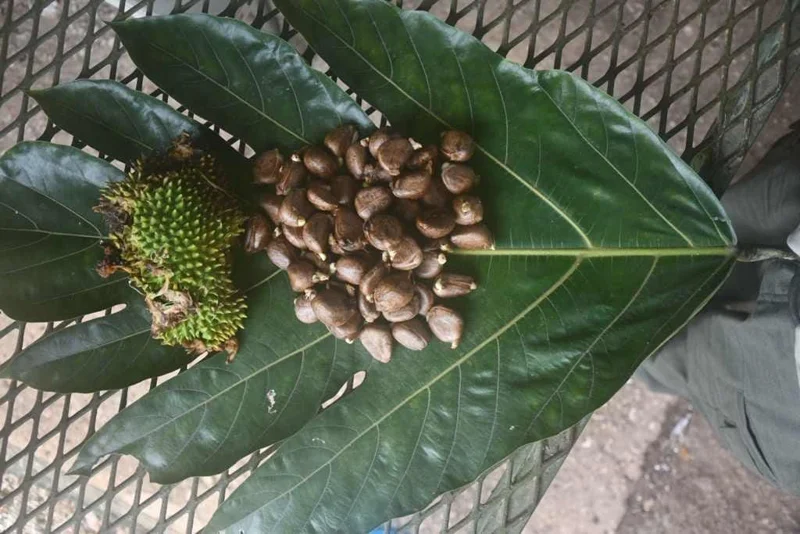 Breadnut Seeds 1lb - Artocarpus altilis Seeds for Planting & Culinary Use - Image 2