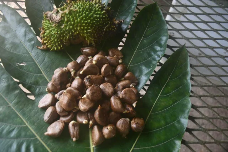 Breadnut Seeds 1lb - Artocarpus altilis Seeds for Planting & Culinary Use - Image 1