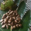 Breadnut Seeds 1lb - "Fruta del Pan" Tropical Seeds for Planting - Image 1