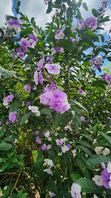 Brunfelsia latifolia Live Plant - Yesterday-Today-Tomorrow Shrub, 1-2 ft Tall - Image 2