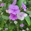 Brunfelsia latifolia Live Plant - Yesterday-Today-Tomorrow Shrub, 1-2 ft Tall - Image 1