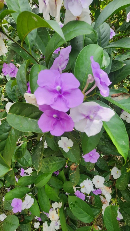 Brunfelsia latifolia Live Plant - Yesterday-Today-Tomorrow Shrub, 1-2 ft Tall - Image 1