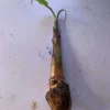 Burro Plantain Live Plant (Musa Paradisiaca) – 10-18 inch Tree – Edible Fruit - Image 1