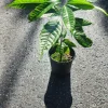 Cacao Tree Live Plant (Theobroma cacao) 12-24in - Grow Your Own Chocolate - Image 1