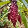 Cacao Tree Live Plant – Theobroma Cacao – 2-3ft Tall – Tropical Fruit Plant - Image 1