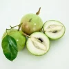 Caimito Star Apple Live Fruit Tree - Chrysophyllum cainito - 10-18 inches - Image 1