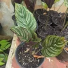 Calathea Ornata Pinstripe Live Plant - Pink & White Striped Foliage Houseplant - Image 1