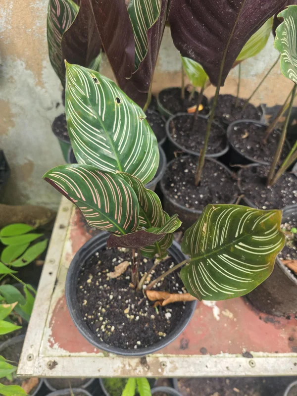 Calathea Ornata Pinstripe Live Plant - Pink & White Striped Foliage Houseplant - Image 1