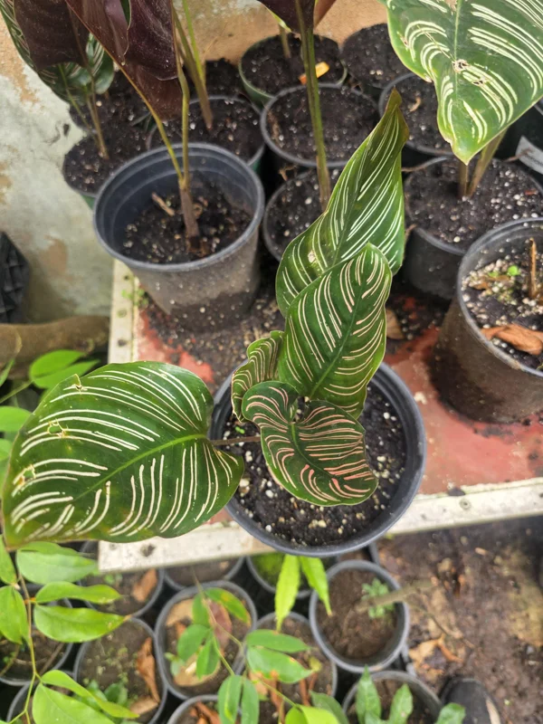 Calathea Ornata Pinstripe Live Plant - Pink & White Striped Foliage Houseplant - Image 2