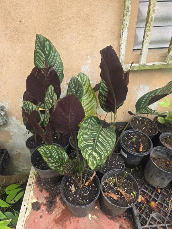 Calathea Ornata Pinstripe Live Plant - Pink & White Striped Foliage Houseplant - Image 3