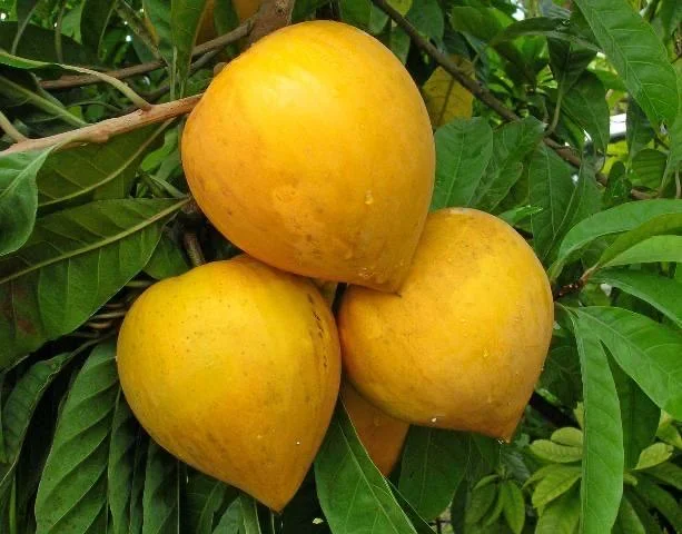 Canistel Live Fruit Tree - Pouteria campechiana - 10in-2ft Tall - Image 4