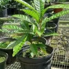 Canistel Live Fruit Tree - Pouteria campechiana - 10inch-2ft Tall - Image 1