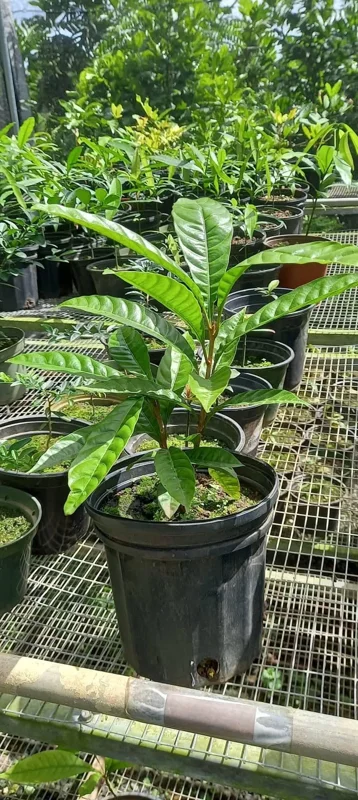 Canistel Live Fruit Tree - Pouteria campechiana - 10in-2ft Tall - Image 1