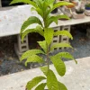 Canistel Live Fruit Tree - Pouteria campechiana - 2ft to 3ft Tall - Image 1