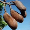 Carob Live Fruit Tree - Ceratonia siliqua - 2-3ft Plant - Outdoor - Image 1
