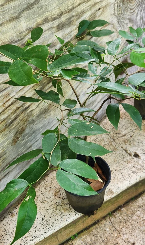 Carob Tree Live Plant 12-18 inch - Ceratonia Siliqua for Edible Pods - Image 3
