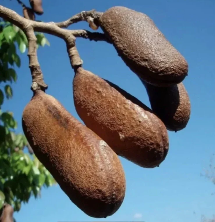 Carob Tree Live Plant 12-18 inch - Ceratonia Siliqua for Edible Pods - Image 4