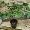 Carob Tree Live Plant 12-18 inch - Ceratonia Siliqua for Edible Pods - Image 1