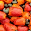 Cashew Tree Live Plant – Marañón Fruit Sapling – Anacardium occidentale - Image 1