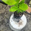 Cashew Tree Live Plant - Marañón Fruit Sapling - Grow Your Own Nuts - Image 1