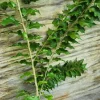 Ceylon Gooseberry Tree Live Plant - Dovyalis hebecarpa - 10-24 Inches Tall - Image 1