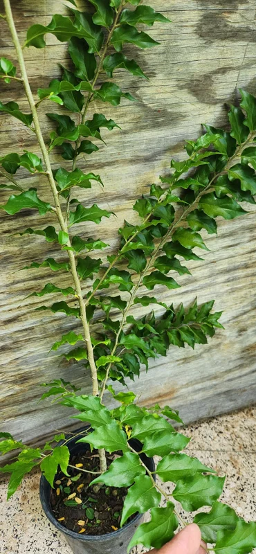 Ceylon Gooseberry Tree Live Plant - Dovyalis hebecarpa - 10-24 Inches Tall - Image 1