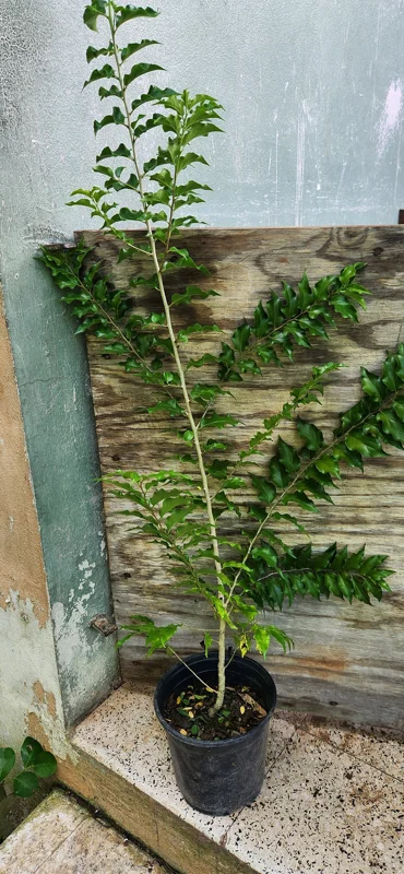 Ceylon Gooseberry Tree Live Plant - Dovyalis hebecarpa - 10-24 Inches Tall - Image 2
