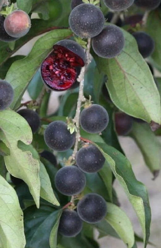 Ceylon Gooseberry Tree Live Plant - Dovyalis hebecarpa - 10-24 Inches Tall - Image 3