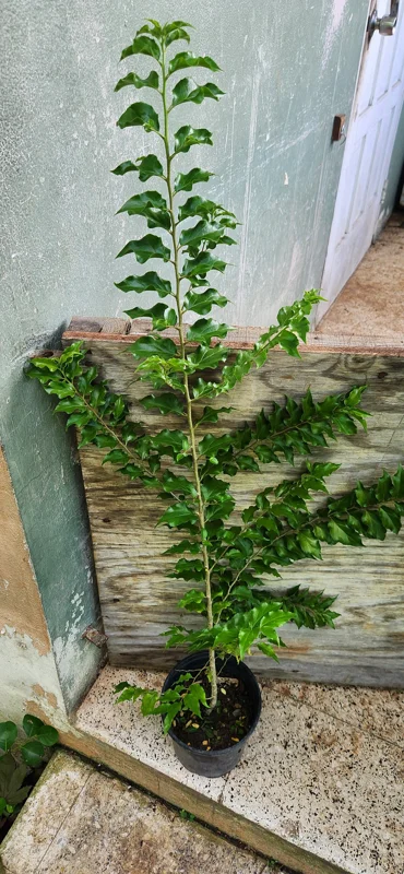 Ceylon Gooseberry Tree Live Plant - Dovyalis hebecarpa - 10-24 Inches Tall - Image 4