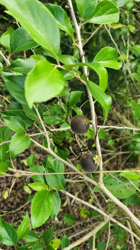 Ceylon Gooseberry Tree Live Plant - Dovyalis hebecarpa - 10-24 Inches Tall - Image 5