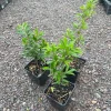 Cherry of the Rio Grande Live Fruit Tree - Eugenia involucrata - 12-24 inches tall - Image 1