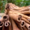 Cinnamon Tree (Cinnamomum verum) Live Plant – Canela Tropical Plant 12-24 inches - Image 1