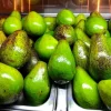 Creole Avocado Live Tree - 18-24 inch Fruit Plant for Home Garden - Image 1