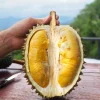 Durian Live Fruit Tree (Durio zibethinus) – 10-12 inches Tall Tropical Plant - Image 1