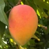 Edward Mango Tree Live Plant - Grafted, Early Fruiting, 2-3ft Tall - Image 1