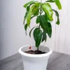 Edward Mango Tree Live Plant – Tropical Fruit Seedling – 10-24in Height - Image 1