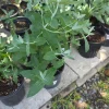 Eucalyptus Crenulata Live Plant - Buxton Gum Tree - Small Ornamental Tree - Image 1