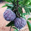 Exotic Red Sugar Apple Live Tree 2-3ft - Annona Squamosa Fruit Plant - Image 1