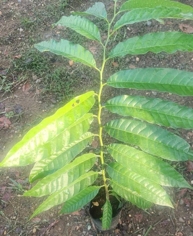 Exotic Sugar Apple Tree (Annona squamosa) Live Fruit Tree - Image 2