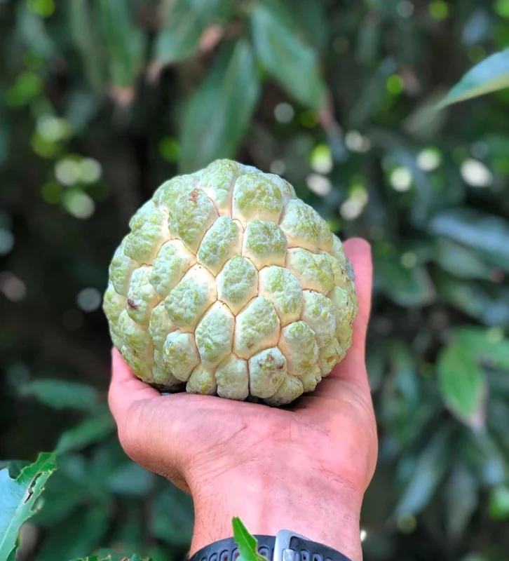 Exotic Sugar Apple Tree (Annona squamosa) Live Fruit Tree - Image 3