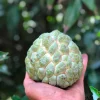 Exotic Sugar Apple Tree (Annona squamosa) - Live Fruit Plant - Image 1