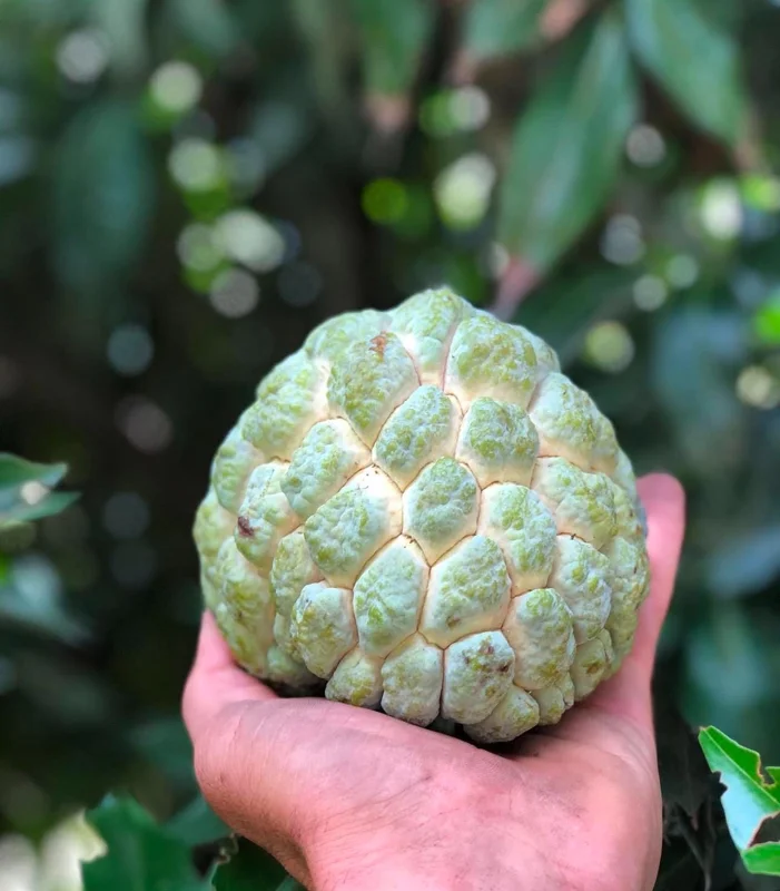 Exotic Sugar Apple Tree (Annona squamosa) Live Fruit Tree - Image 1